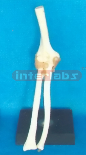 ADVANCED BIG L-ELBOW JOINT FUNCTIONAL MODEL (ASIA)